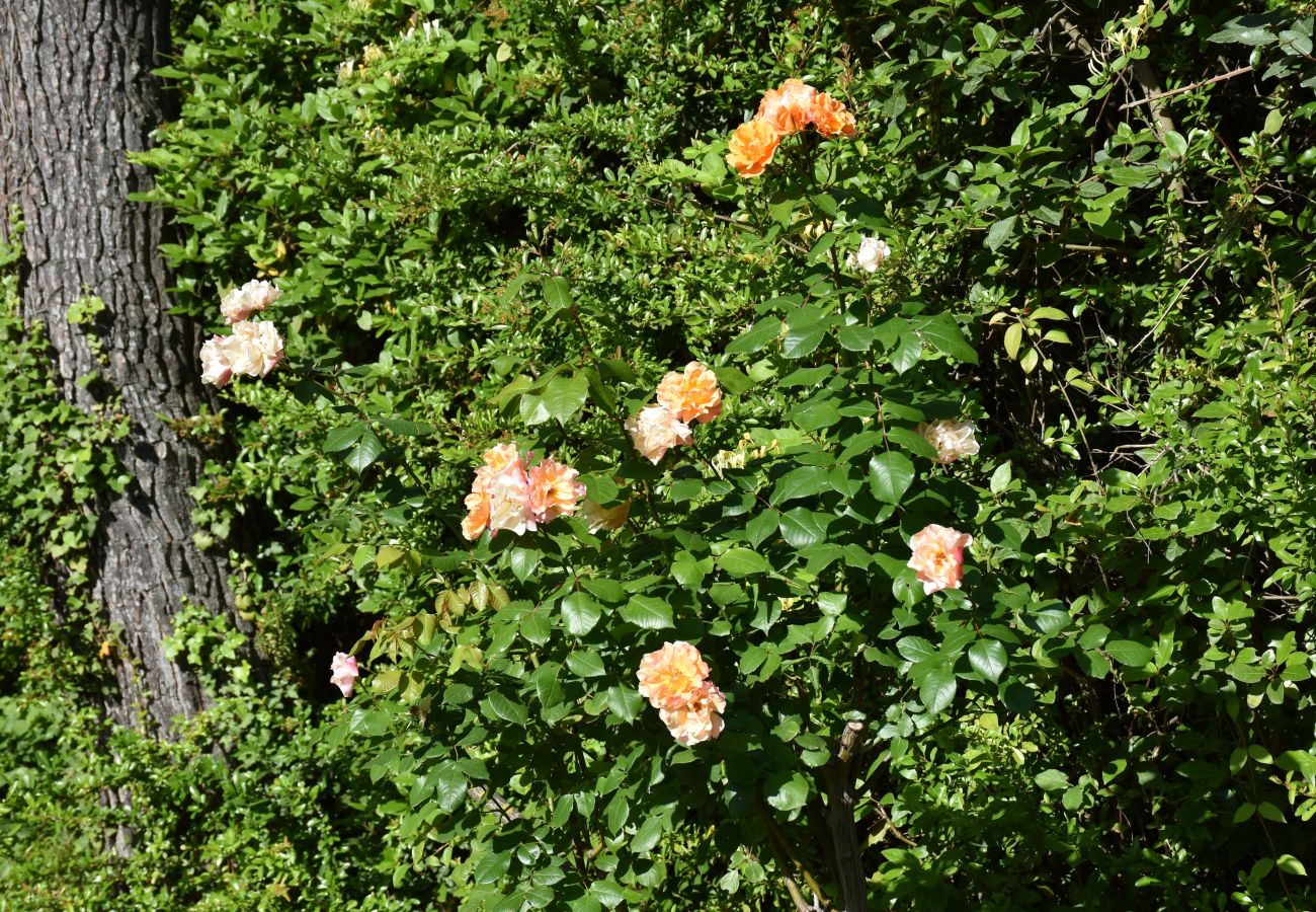 Villa in Saint Remy de Provence - Holidays rental with pool in Saint-Rémy-de-Provence